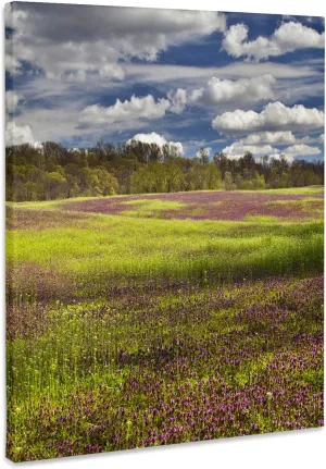 3dRose, Large field of Henbit flowers in full bloom, Kentucky - US18 AJE0483 - Adam Jones, Museum Grade Canvas Wrap 8x10