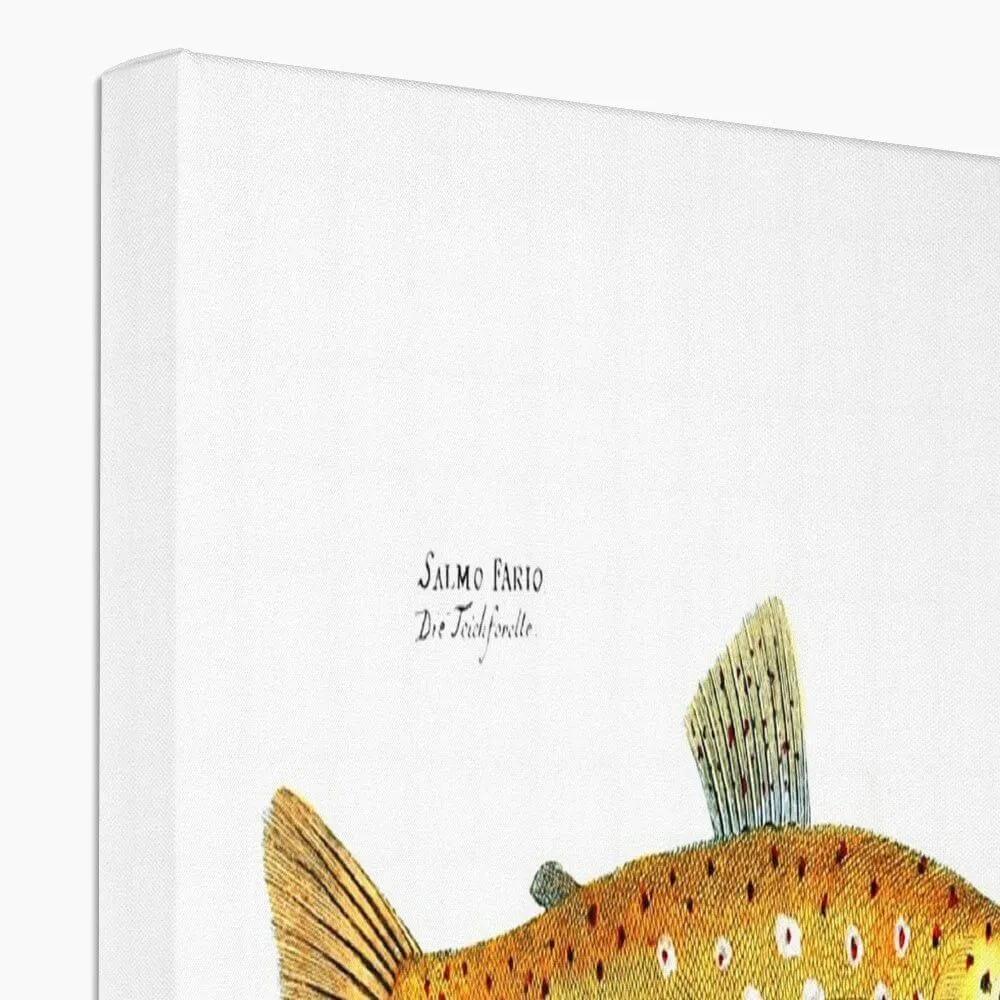 Brown Trout - Vintage Canvas