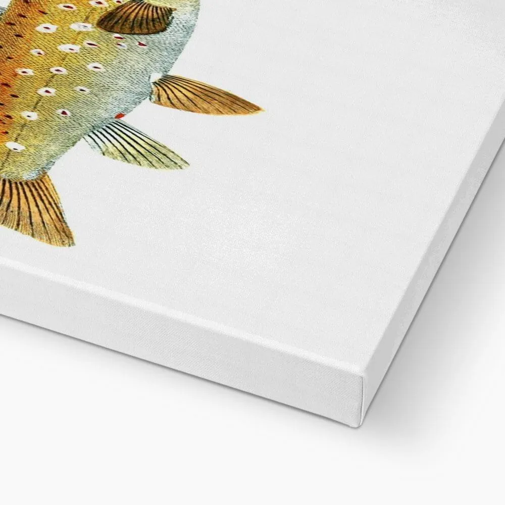 Brown Trout - Vintage Canvas