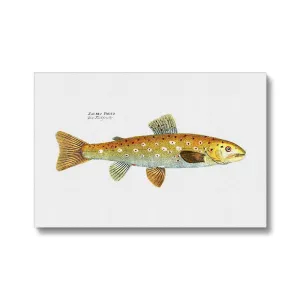 Brown Trout - Vintage Canvas
