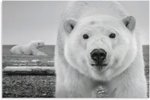 David Yarrow Polar Bear Art Photography Black And White Poster Canvas Wall Art Poster Print Picture Paintings for Living Room Bedroom Office Decoration, Canvas Poster Art Gift for Family Friends.36x24