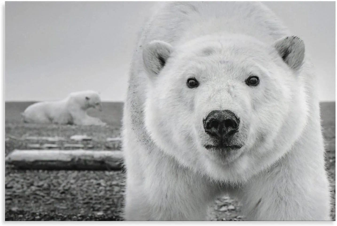 David Yarrow Polar Bear Art Photography Black And White Poster Canvas Wall Art Poster Print Picture Paintings for Living Room Bedroom Office Decoration, Canvas Poster Art Gift for Family Friends.36x24