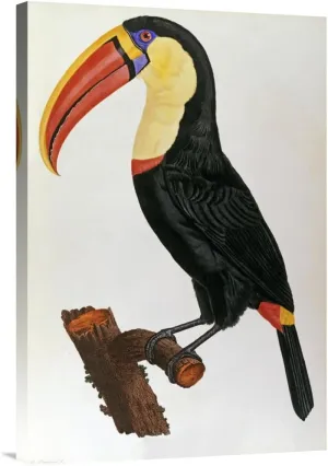 Global Gallery Budget GCS-266735-30-142 Francois Vaillant Le Toucan Gallery Wrap Giclee on Canvas Wall Art Print
