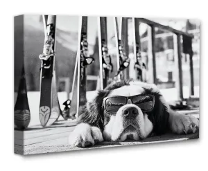 It Was a Long Run St. Bernard with Sunglasses Wall Art Ski Photo 16x20 Stretched Canvas Poster – Black & White Dog Ski Resort Print, Winter Sports Skiing Photography, Alpine Vacation Lodge Pet Décor
