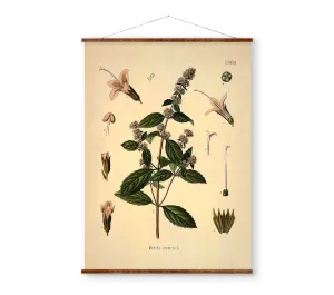 Mentha Piperita, Peppermint Vintage Medical Botanicals Antique Plant and Herb Drawings Ready to Hang Kitchen Art Decor Canvas Scroll
