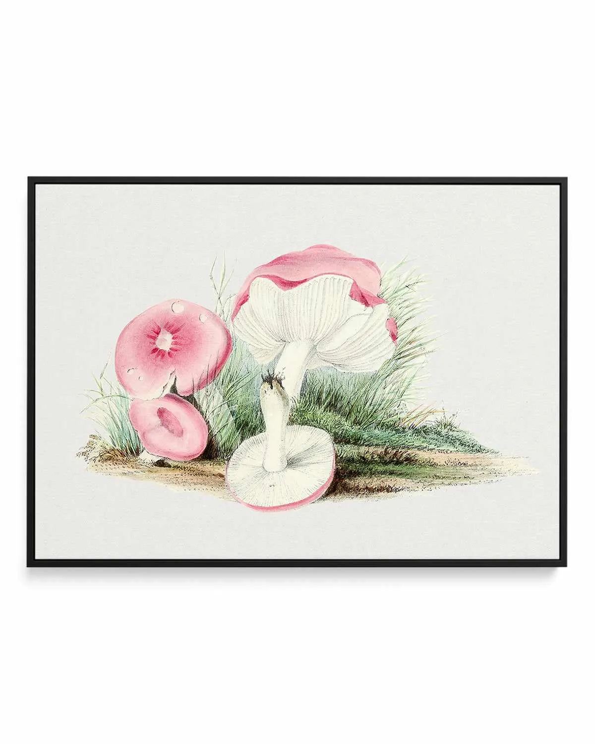 Pink Vintage Mushroom Illustration | Framed Canvas Art Print