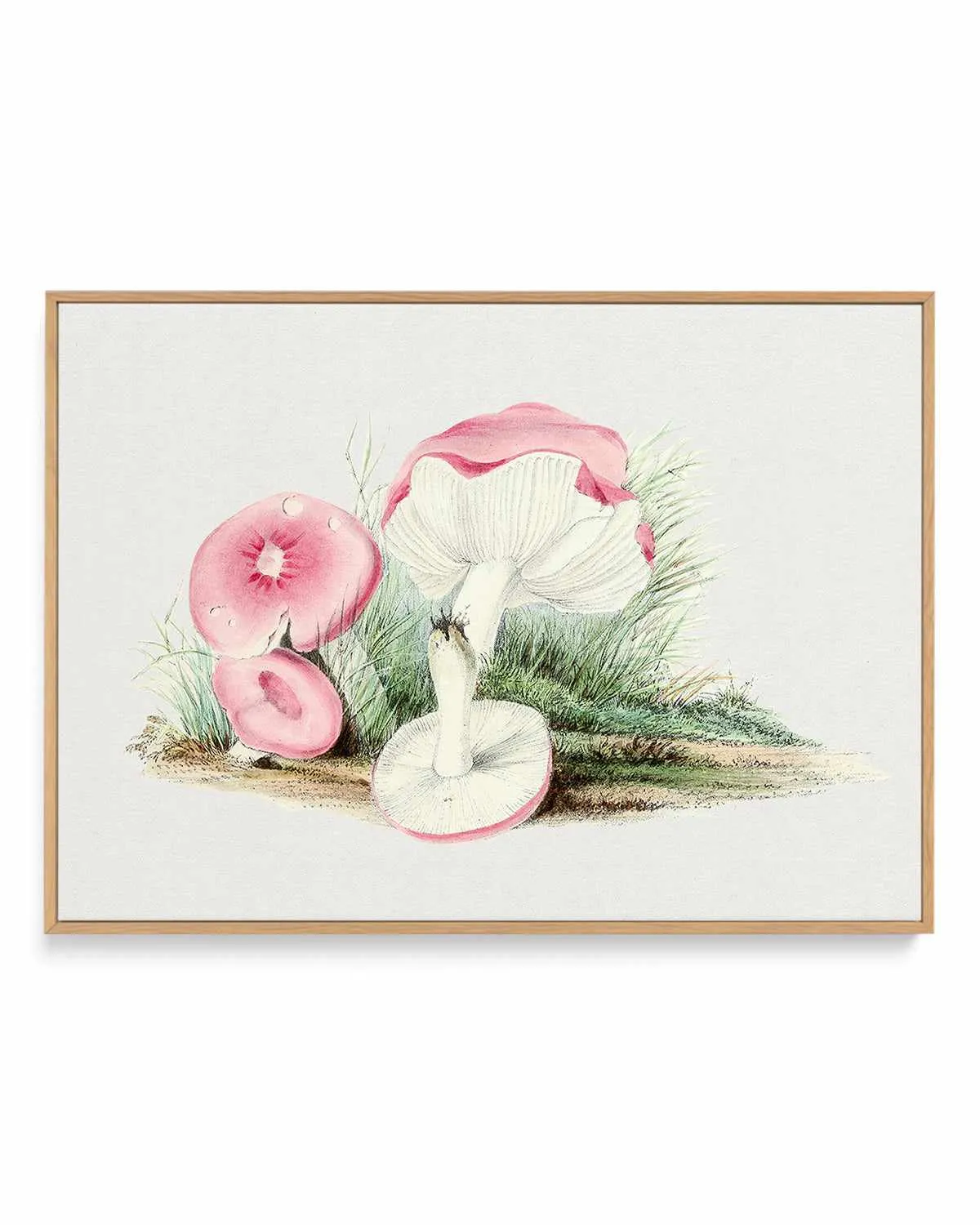 Pink Vintage Mushroom Illustration | Framed Canvas Art Print