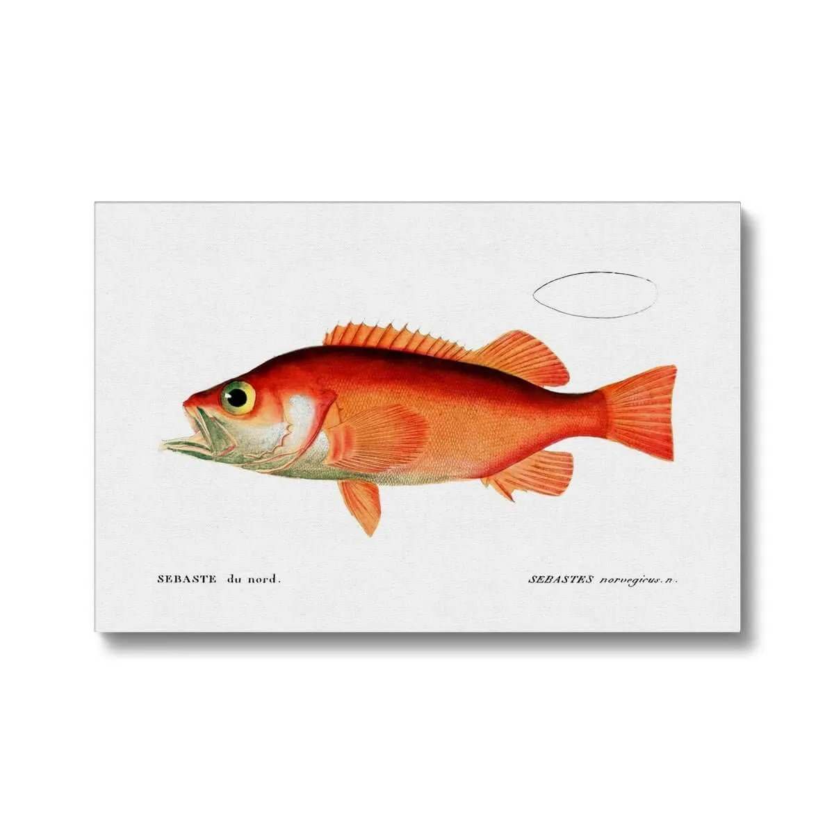 Rockfish - Vintage Canvas