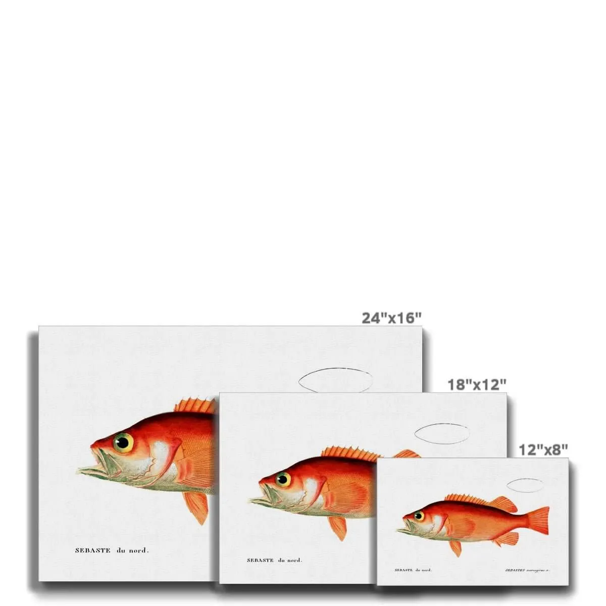 Rockfish - Vintage Canvas