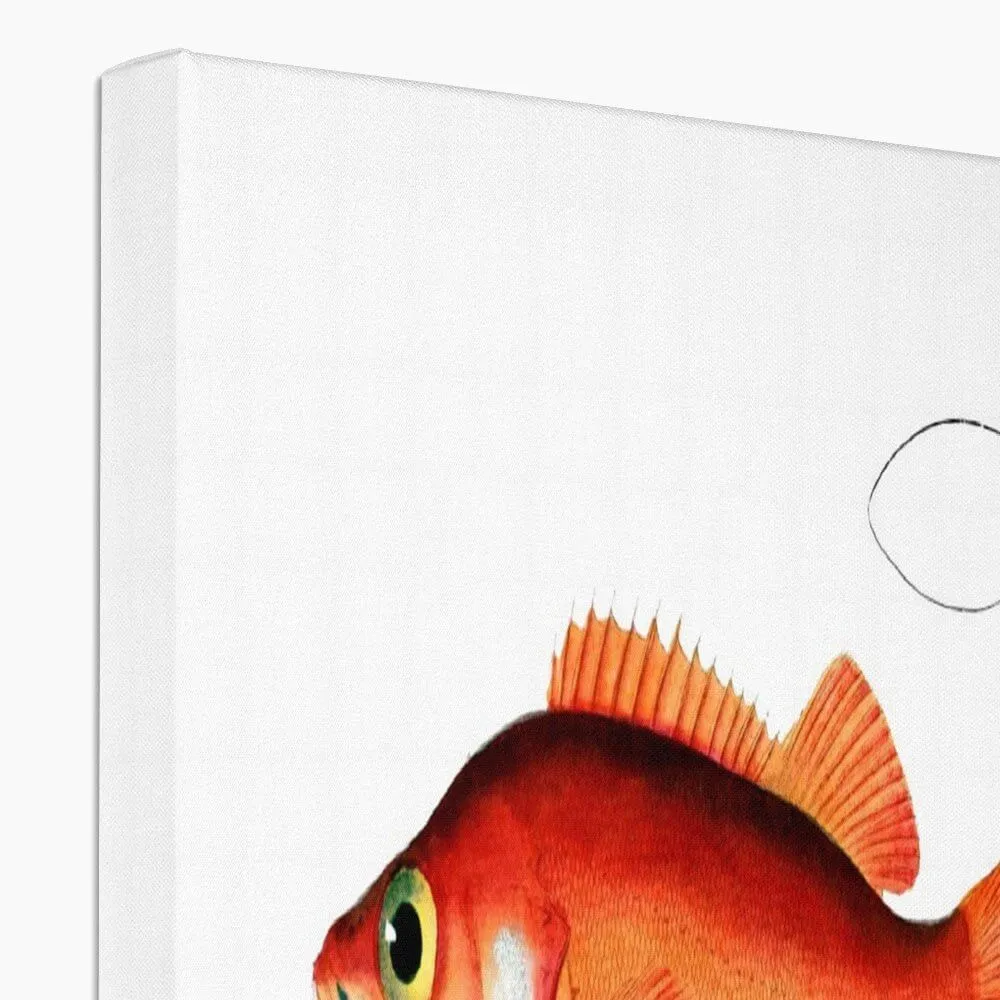 Rockfish - Vintage Canvas