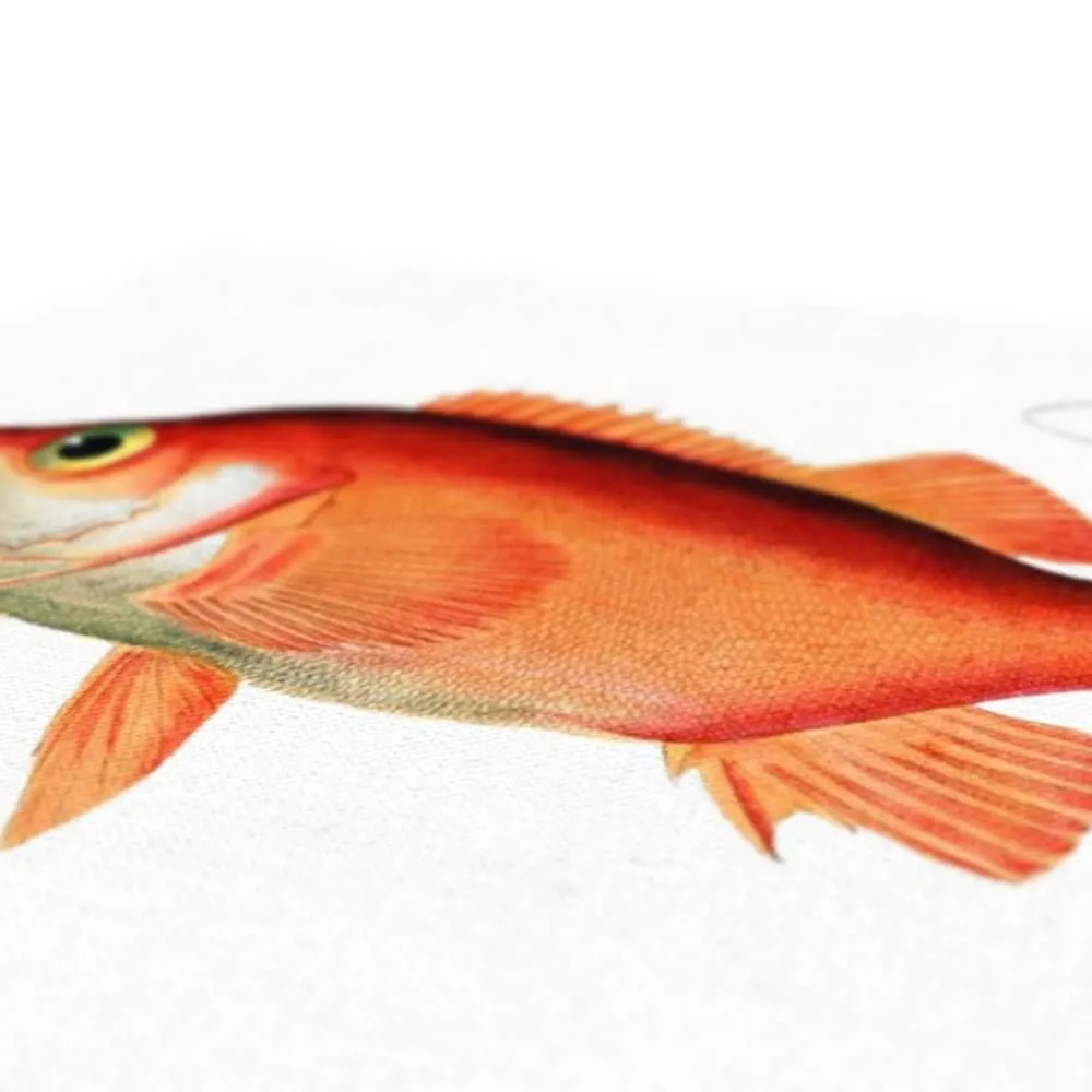 Rockfish - Vintage Canvas