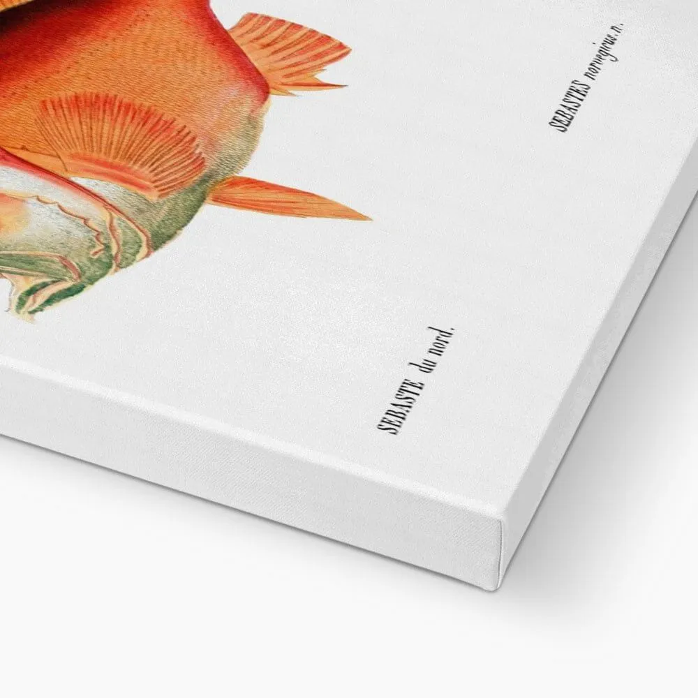Rockfish - Vintage Canvas
