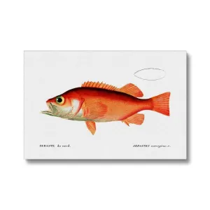 Rockfish - Vintage Canvas
