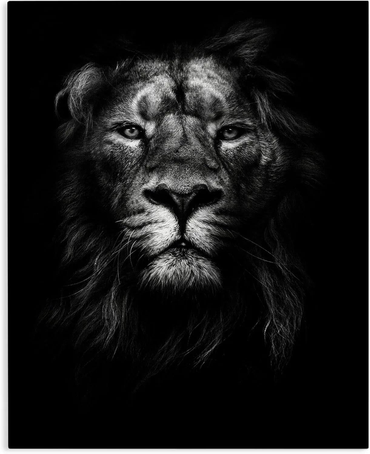 Stupell Industries King of The Jungle Lion in Shadows Black and White Photography Canvas Wall Art, 36x48, Multicolor