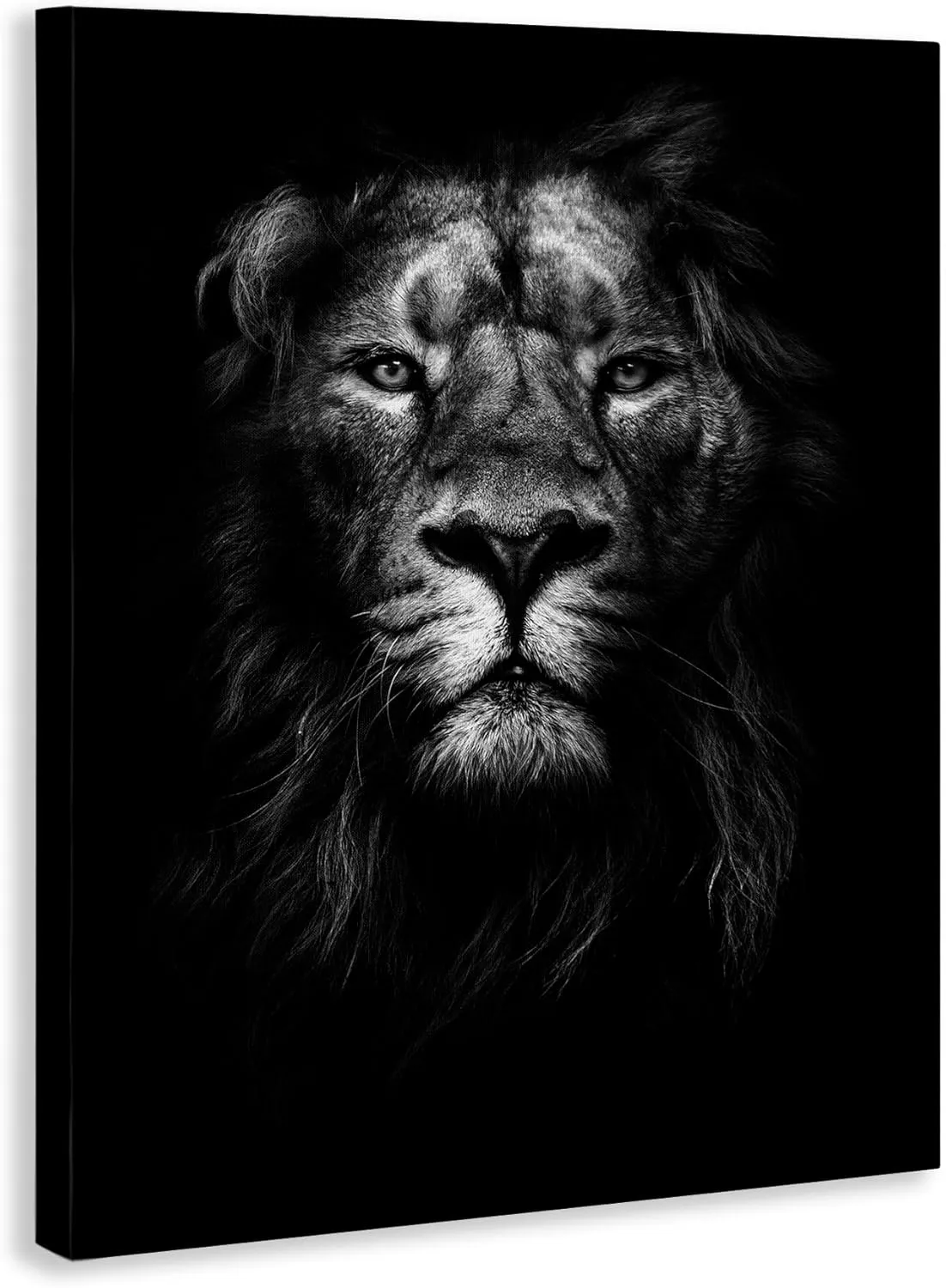 Stupell Industries King of The Jungle Lion in Shadows Black and White Photography Canvas Wall Art, 36x48, Multicolor