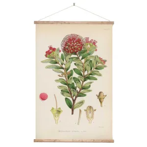 Vintage Botanical Northern Rata Canvas Wall Print - Ready To Hang