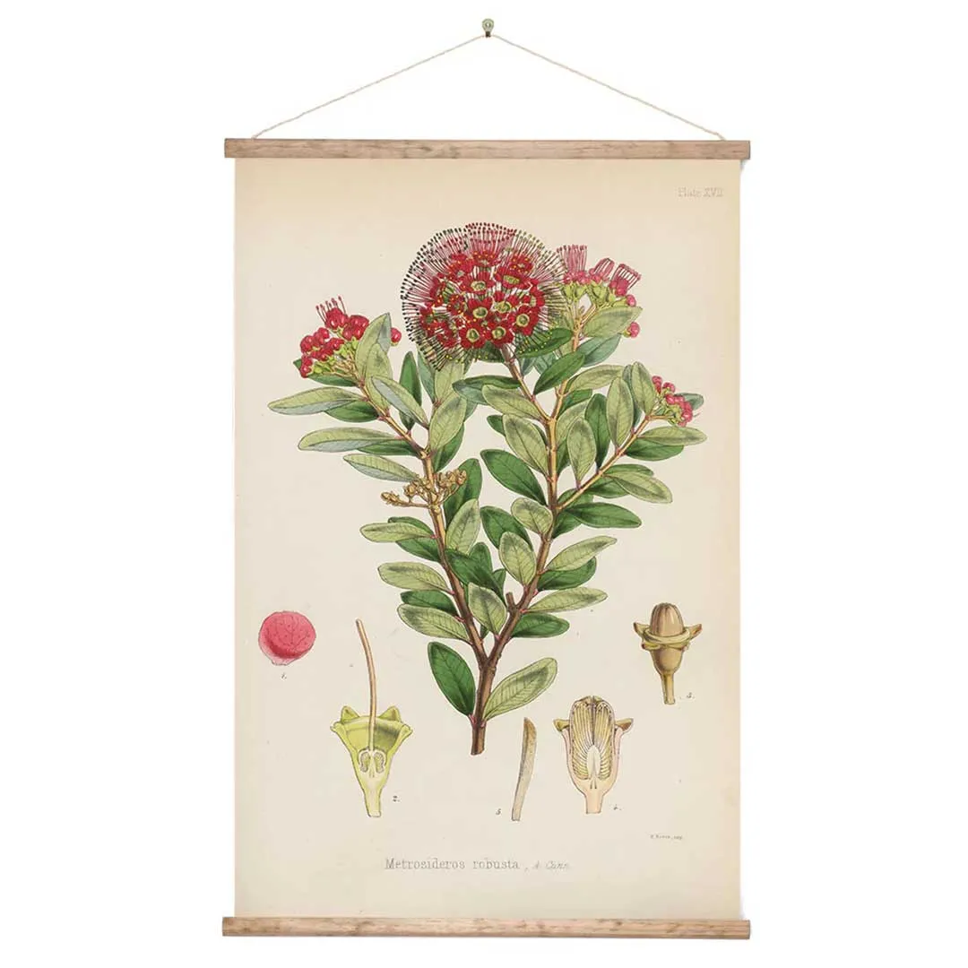 Vintage Botanical Northern Rata Canvas Wall Print - Ready To Hang