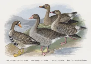 WALLKiART Abstract Painting Posters Art Prints Canvas Painting Artwork the White Fronted Goose the Grey Lag Goose by Alexander Lydon Prints on Canvas for Home Decor 60x90cm