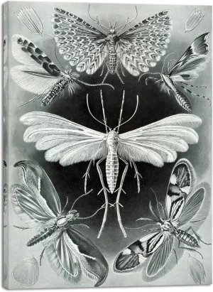 Wieco Art Ernst Haeckel Art Forms in Nature Poster Print Macabre Poster Moths Canvas Wall Art Haeckel Vintage Biology Black White Art Print for kids for Home Office Deco